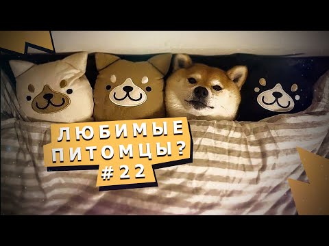 Лучшие-видео-с-животными-Ноябрь-2019-#22-top-videos-with-animals-november-2019-#22