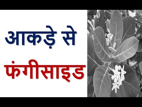 वीडियो: एक अपार्टमेंट और सर्दियों के बगीचों में ब्रुगमेनिया कैंडिडा की खेती