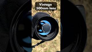 Vintage 500mm Lens on Canon 60D | Bird Test