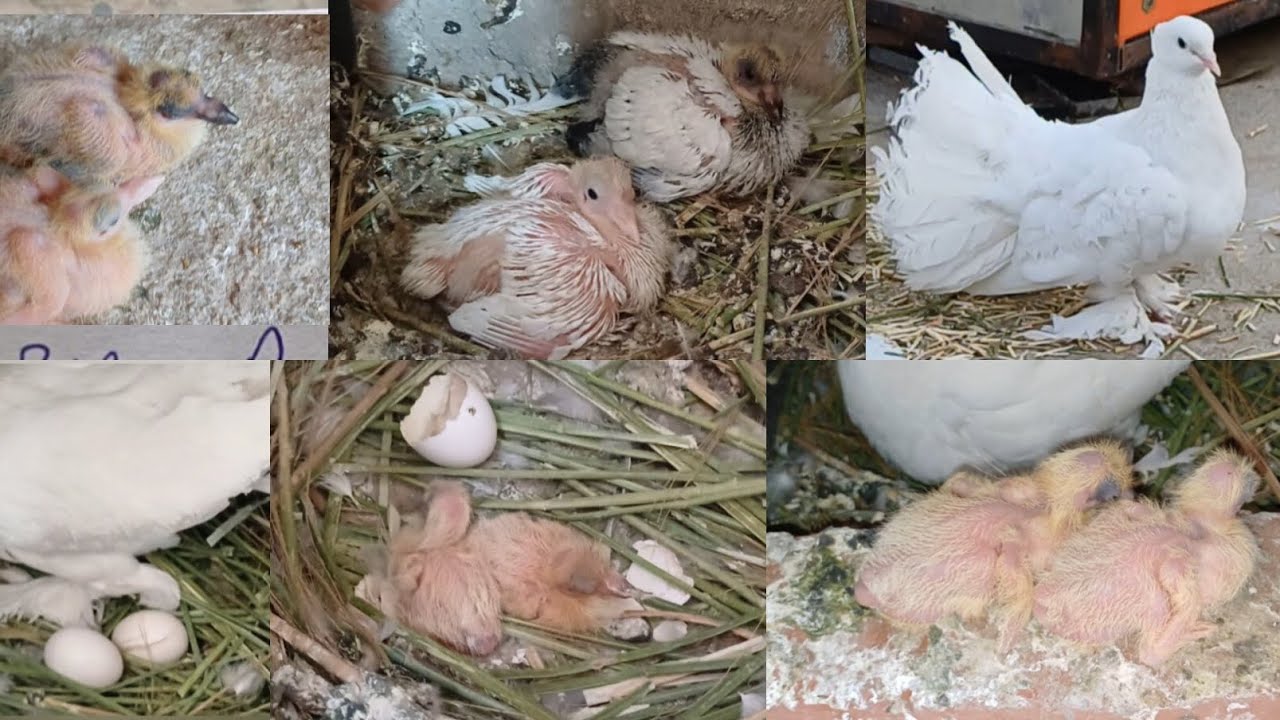 Pigeon baby growth day by day #fantail pegion baby journey