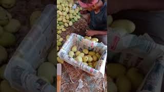 Export Quality Mango By Sv Impex