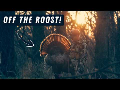 Public Land Turkey HUNT! OFF the ROOST!