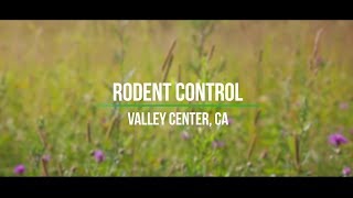 "My Rodent Issue Is Solved" | Pro Pacific Pest Control