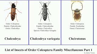 List of Insects of Order Coleoptera Family Miscellaneous Part 1 integer beetle gracilis gigas Fuse