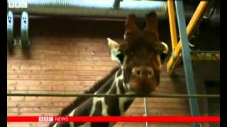 Despite campaign Copenhagen zoo puts down giraffe