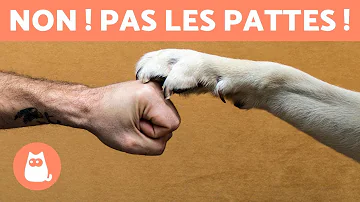 Pourquoi un chien à 6 pattes ?