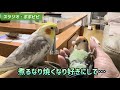 煮るなり焼くなり好きにして… #コザクラインコ #オカメインコ　#セキセイインコ