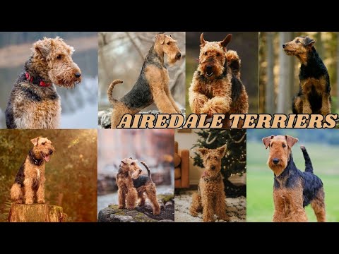 ALL ABOUT AIREDALE TERRIERS KING OF ALL TERRIERS "Dog" | #2025 #dog Care and Tips at Home