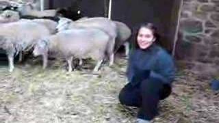 Scared sheep run away