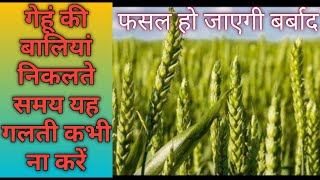 गेहूं में बलिया निकलते समय यह गलती कभी ना करें ।। गेहूं में बालियां निकलते समय क्या करें