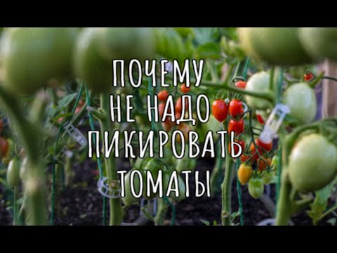 ПОЧЕМУ НЕ НАДО ПИКИРОВАТЬ ТОМАТЫ?