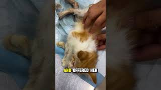 escuing a severely injured stray kitten and giving her a second chance ❤️