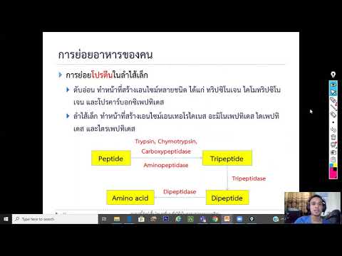 EP7: การย่อยโปรตีนในลำไส้เล็ก