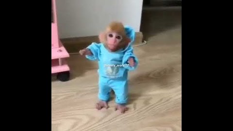 Смешные и милые обезьяны.😃 прикольные