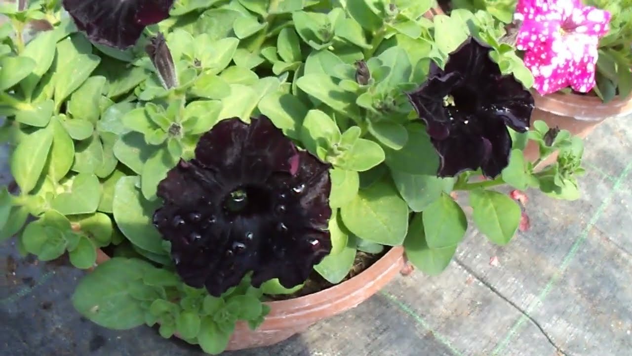 245. Çok Harika Bir Sera Gezdik Aybek Peyzaj.