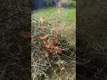 smaltimento delle potature bruciando