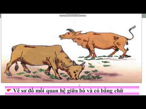 KHOA HỌC 4: CHUỖI THỨC ĂN TRONG TỰ NHIÊN