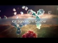 Igf oncology