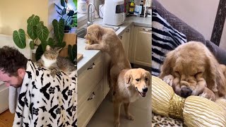 Funny and Cute Cats and Dogs Videos 😺🐶 - Best Funniest Animals Video 2024 😂 Part 24