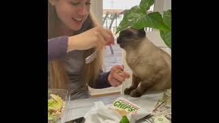 Pooka - Seal Point Siamese  SPCR