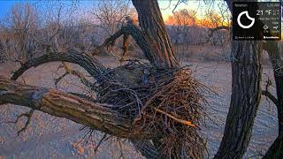 Bonija 🦉 un 🦉 Klaids,nakts viesis - 🦝?  28.02/01.03.2021 /Farmer Derek - Great Horned Owls/