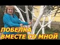 Весенняя побелка вместе со мной !