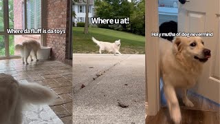 Dogs Toys Go Missing