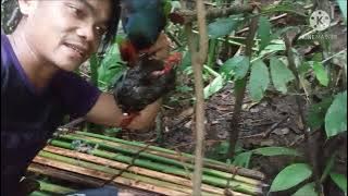 jebakan sengaiyan dapat banyak..