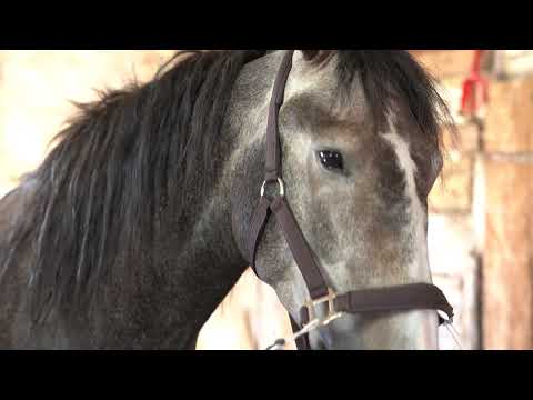 Video: Värmeslag I Hästar