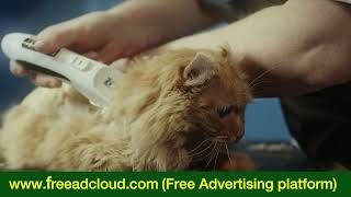 Mysterious Secrets of Cat Behavior #cat #cats #yt #ytvideos #catbehavior #petanimal #animal #pets