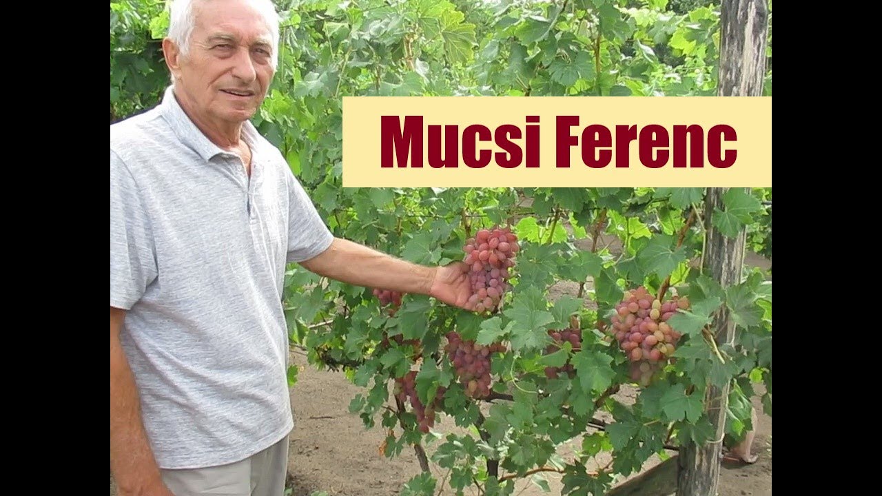 Mucsi Ferenc gyűjteménye - 150 csemegeszőlő fajta a házikertben