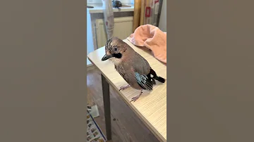 УЧУ СОЙКУ ПЕРЕСМЕШНИЦУ РАЗГОВАРИВАТЬ 😍