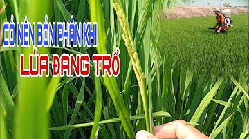 Có nên bón phân cho lúa khi lúa đang trổ lẹt xẹt | lê chung vlog