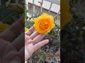 #terracegarden in May #shortvideo