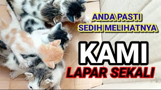 SEDIH MELIHATNYA ANAK KUCING INI TIAP HARI MENANGIS KELAPARAN