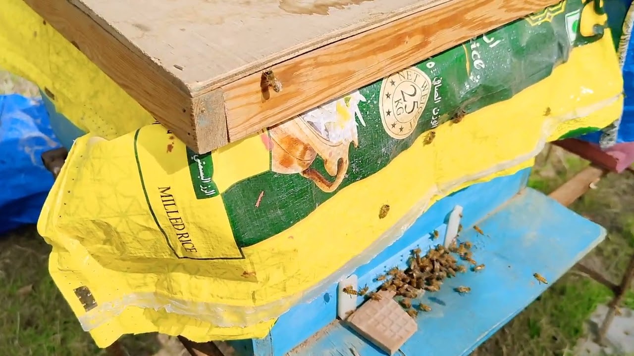 افضل الاعمال الواجبة على النحال من بعد منتصف شهر فبراير