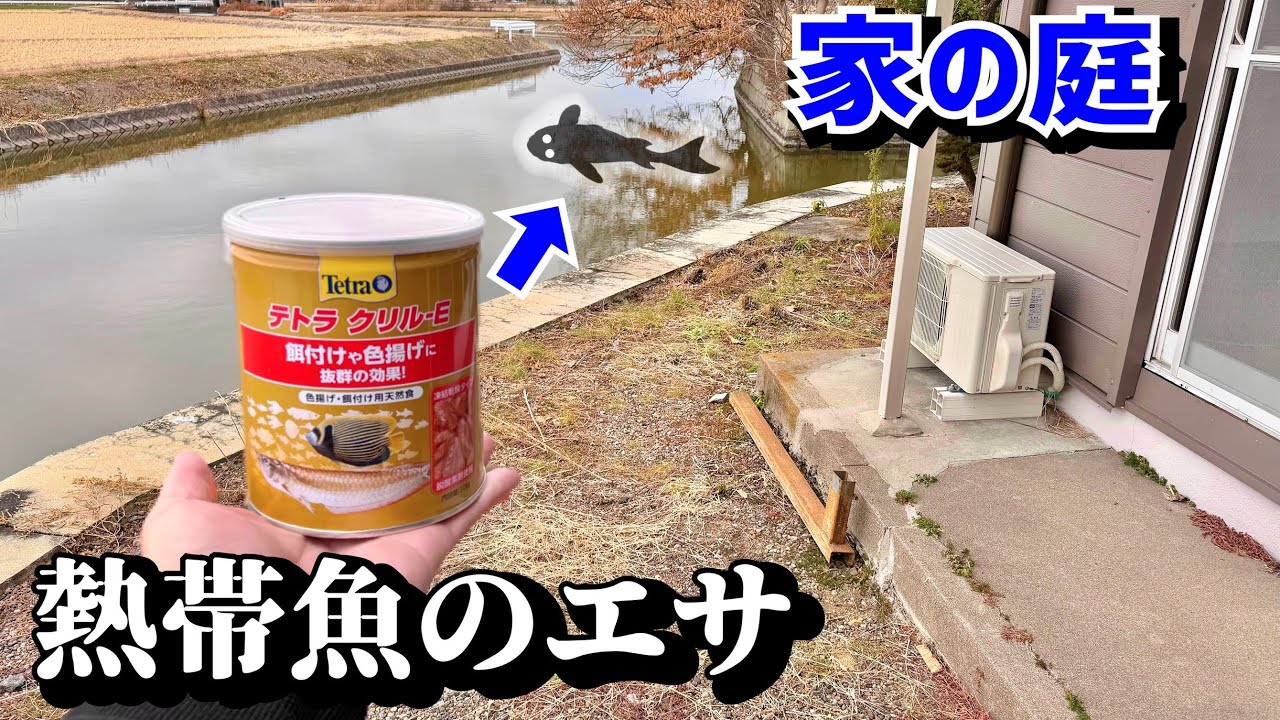 庭に川があるので試しに熱帯魚のエサ投げてみると…