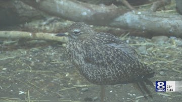 How radar helps with tracking bird migration