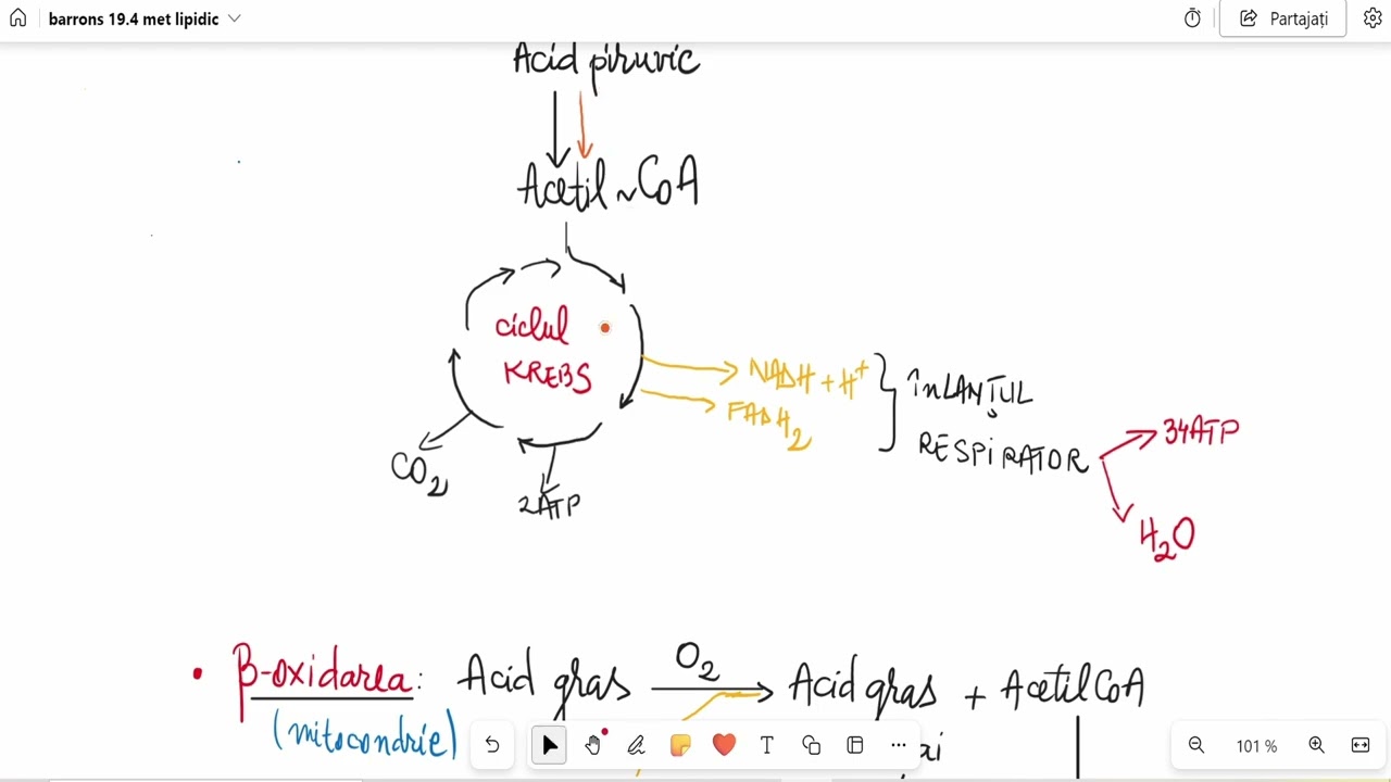 Barrons 19.4 Metabolismul lipidelor