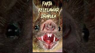 jenis kelelawar drakula #shorts
