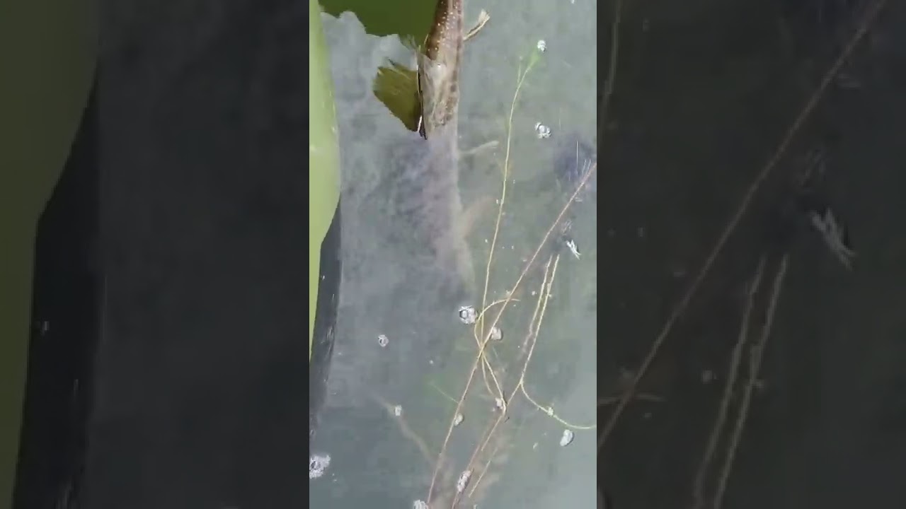 tiger muskie  lower Seneca river new york