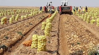 How To Harvest Potato?  Potato Cultivation and Farming Technique Step By Step Harvesting Potato