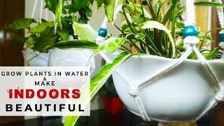 How to Grow Plants in water | Easy method | Indoor Plants (Malayalam)
