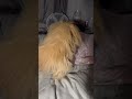Mila purring 😻#persiancatcorner #persian #cat #catnoise #catpurr #catlovers