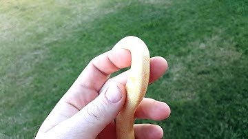 Pure Darwin RP Albino
