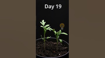 83 days in 1 minute! Tomatos seed to harvest time lapse #timelapse #macro  #nature