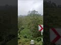 Touring around beautiful tea estates of Sri Lanka!💕💕⚘️⚘️💕