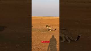 Hippo unlocked a new skill: GAS BLAST 💨🦛It was super effective. Leopard left the chat. 😭