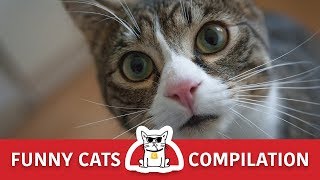 FUNNY CATS Try Not To Laugh Challenge by The CatZ 669 views 4 years ago 3 minutes, 55 seconds