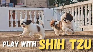Shih Tzu Puppy Playing | Max playing with Mishti | Funny video | 6 weeks old puppy | Shihtzu fight